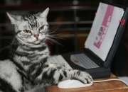 开云体育在线-塔图姆的指挥艺术，尼克斯最后时刻的绝地反击