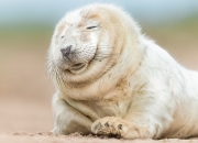 开云下载-黄蜂对阵灰熊，布克全场最佳无争议