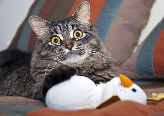 从尼罗河到总决赛，埃及式坚韧如何启示NBA终极对决